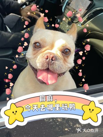 连狗狗都有“过年综合症”，更何况打工人