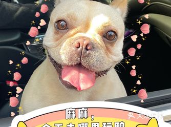 连狗狗都有“过年综合症”，更何况打工人