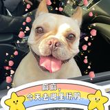 连狗狗都有“过年综合症”，更何况打工人