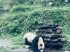 -中国大熊猫保护研究中心雅安碧峰峡基地