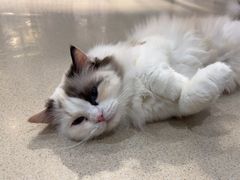 -藏猫猫咖啡主题馆(中央大道店)