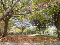 -高东镇樱花园