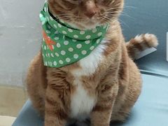 -荔康动物医院(康王北路店)