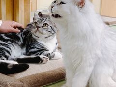 -猫和宫(六道口店)