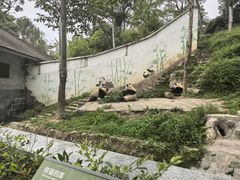 -中国大熊猫保护研究中心雅安碧峰峡基地