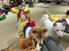 -逗柴咖啡屋·狗咖猫咖宠物桌游