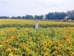 -西青郊野公园