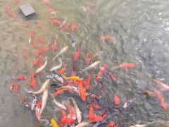 -崇明东平国家森林公园烧烤房车露营地