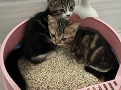 -东莞宠友24H宠物中心医院·转诊夜诊·异宠(新河北路院)