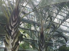 -南山植物园