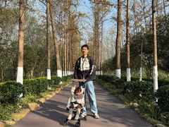 -合肥滨湖国家森林公园