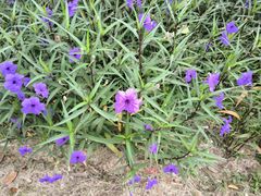 -白塘生态植物园