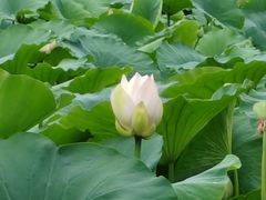 -莲花池公园