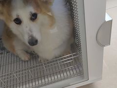 -北京观赏动物医院·24小时大型综合·猫专科·异宠专科