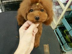 -多卡布奇宠物生活馆(上林世家店)