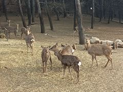 -沈阳森林动物园