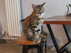 -猫咪咖啡·猫咖(万达广场店)