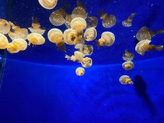 -鹿儿岛水族馆