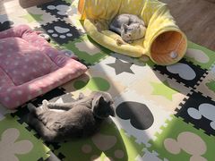 -猫的茶·猫咖