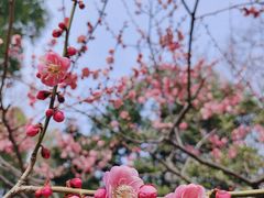 -红梅公园