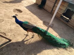 -萌宠亲子动物乐园(槐房万达店)