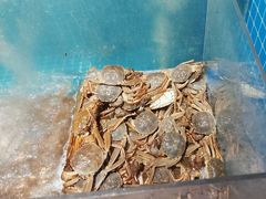 -曼格活海鲜·牛排自助(光明蓝鲸店)