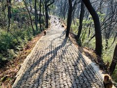 -苏州上方山国家森林公园