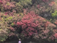 -木兰云雾山