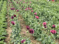 -国家植物园南园