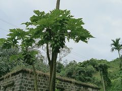 -临高角