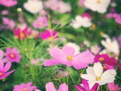 -香蜜公园