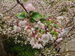 -武汉大学-樱园