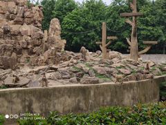 -合肥野生动物园