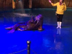 -烟台海昌鲸鲨海洋公园