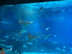 -烟台海昌鲸鲨海洋公园