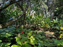 -中国科学院西双版纳热带植物园