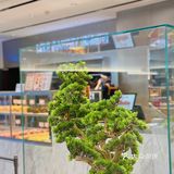 常州探店｜圣诞车厘子自由！乐乐茶买一送一攻略