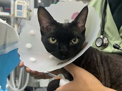 -达爱动物医院·犬猫分区·CT·复杂眼科(远洋山水分院)