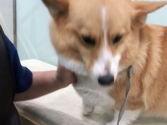 -宠福鑫康馨动物医院·骨科·眼科