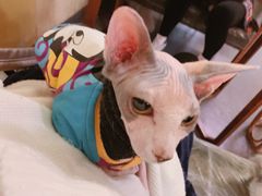 -猫色咖啡·猫咖