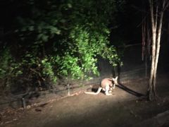 -清迈夜间动物园