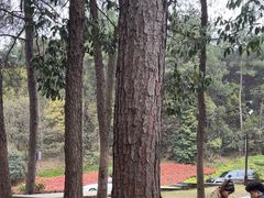 -铁山坪森林公园