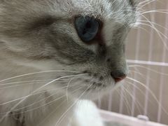 -藏猫猫咖啡主题馆(中央大道店)