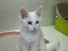 -青奢宠物·青奢猫舍