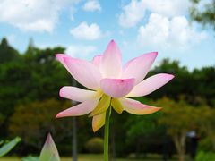 -莲花池公园