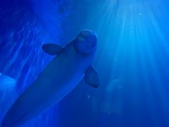 -多彩贵州城极地海洋世界