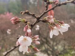 -东湖磨山景区樱花园-停车场