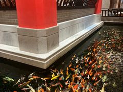 -龙悦湾酒家·八阵鱼生·渔人码头店