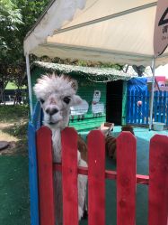 -萌宠亲子动物乐园(槐房万达店)