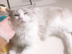 -飞行喵MR PILOT|猫舍·猫咖(静安大融城店)